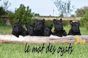 du Mat des Oyats - Chiots disponibles - Scottish Terrier