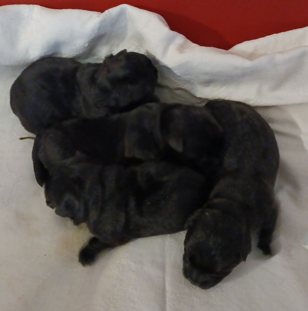 du Mat des Oyats - Chiots disponibles - Scottish Terrier