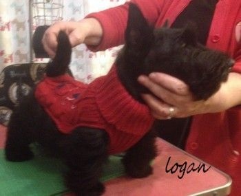 du Mat des Oyats - Scottish Terrier - Portée née le 24/08/2015