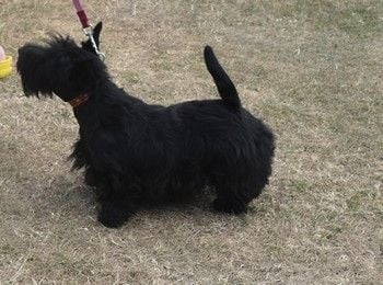 du Mat des Oyats - Scottish Terrier - Portée née le 02/03/2016