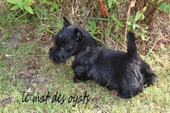 du Mat des Oyats - Chiots disponibles - Scottish Terrier