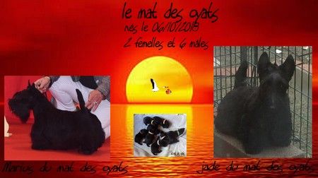 du Mat des Oyats - Chiots disponibles - Scottish Terrier