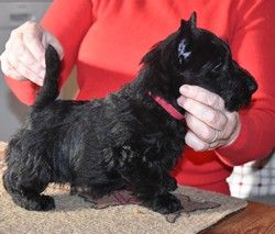 du Mat des Oyats - Chiots disponibles - Scottish Terrier