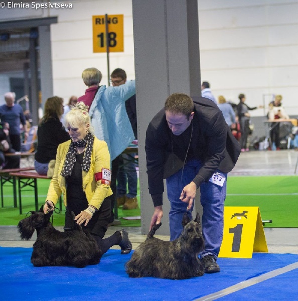 du Mat des Oyats - Scottish Terrier - Portée née le 23/12/2015