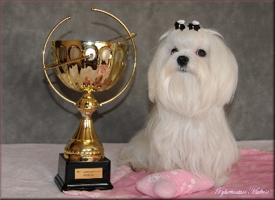 de Pyhatunturi - Mâcon le 2/10/10 Fidget Pop fait le Best In Show puppy