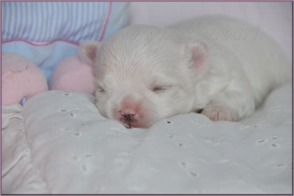 de Pyhatunturi - Chiots disponibles - Bichon maltais