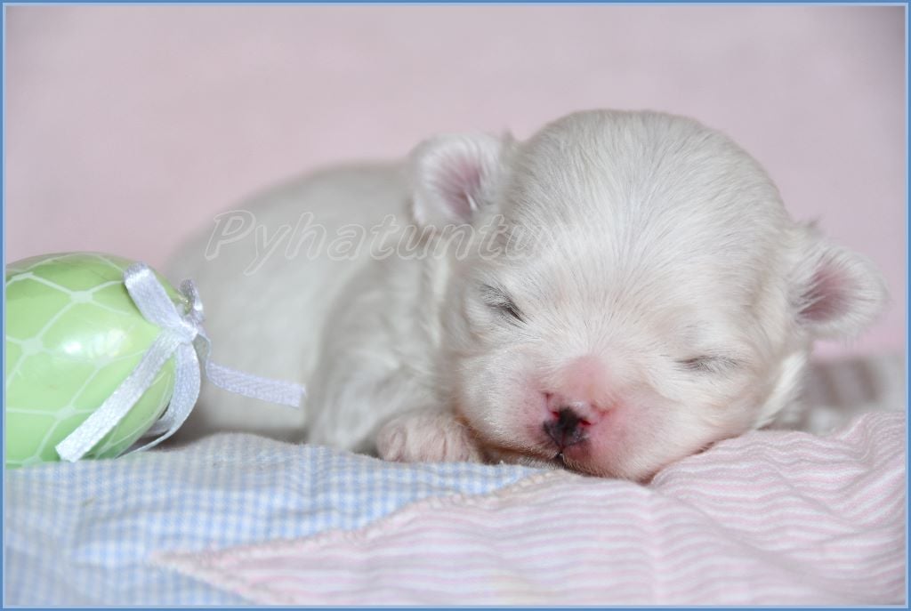 de Pyhatunturi - Chiots disponibles - Bichon maltais