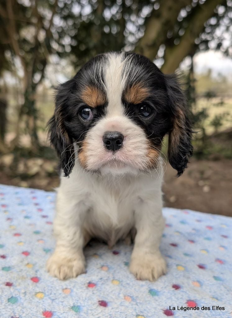 de la légende des elfes - Chiots disponibles - Cavalier King Charles Spaniel