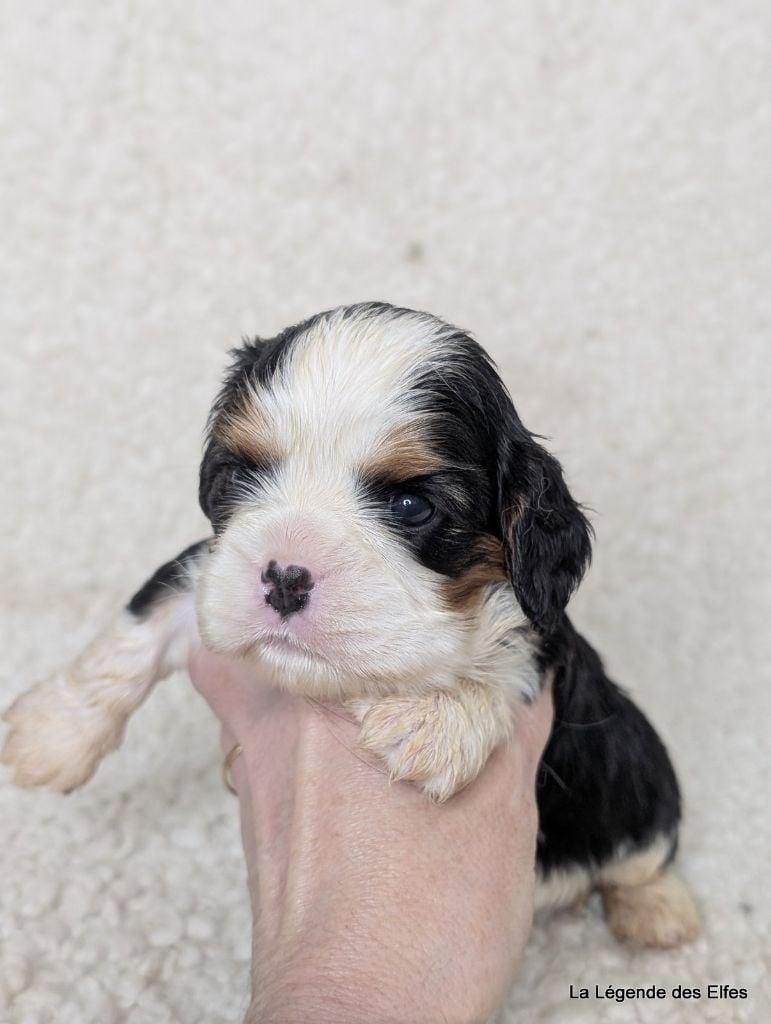 de la légende des elfes - Chiots disponibles - Cavalier King Charles Spaniel