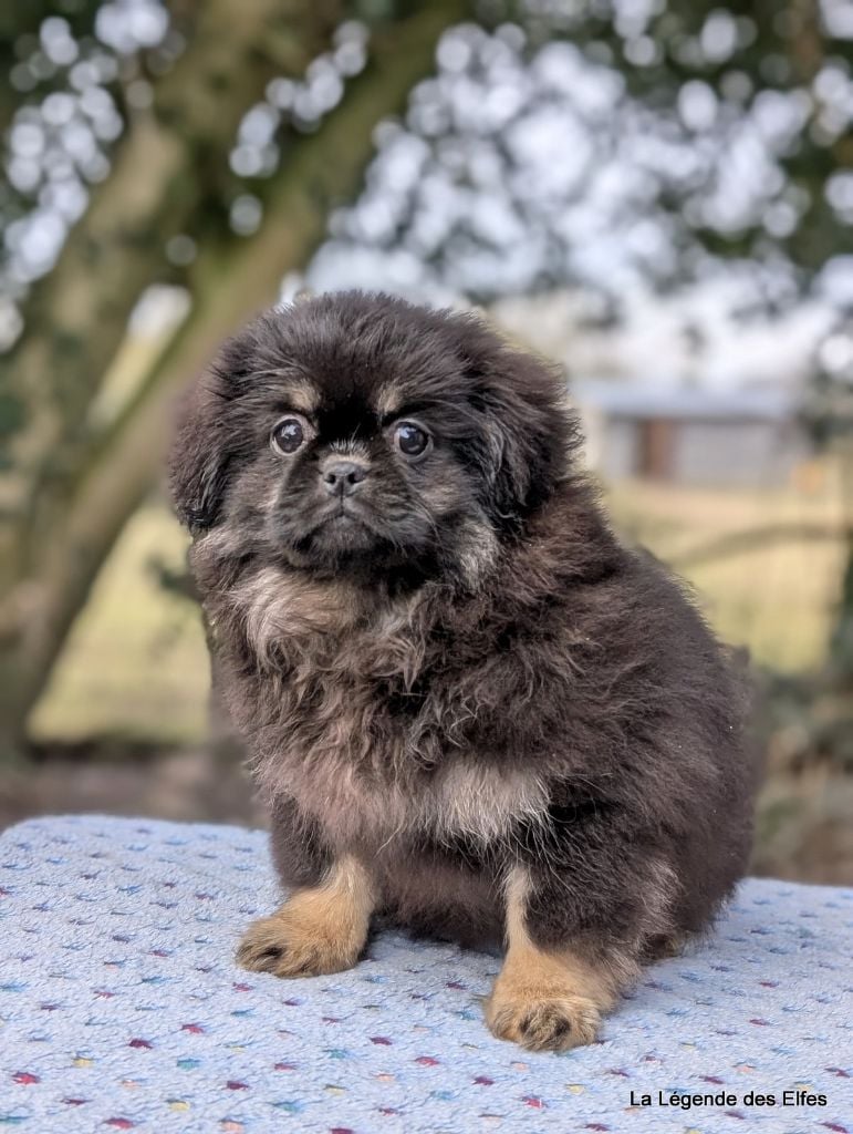 de la légende des elfes - Chiots disponibles - Epagneul tibetain