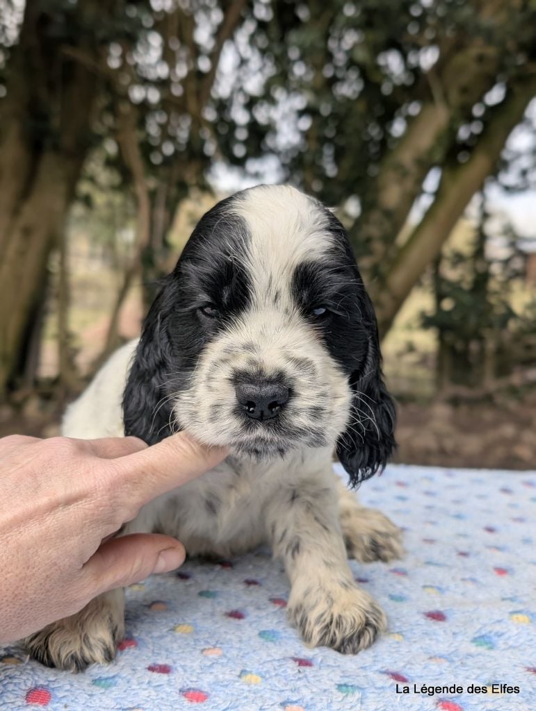 de la légende des elfes - Chiots disponibles - Cocker Spaniel Anglais