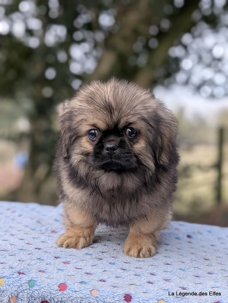 de la légende des elfes - Chiots disponibles - Epagneul tibetain