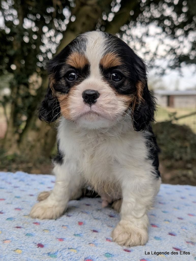 de la légende des elfes - Chiots disponibles - Cavalier King Charles Spaniel