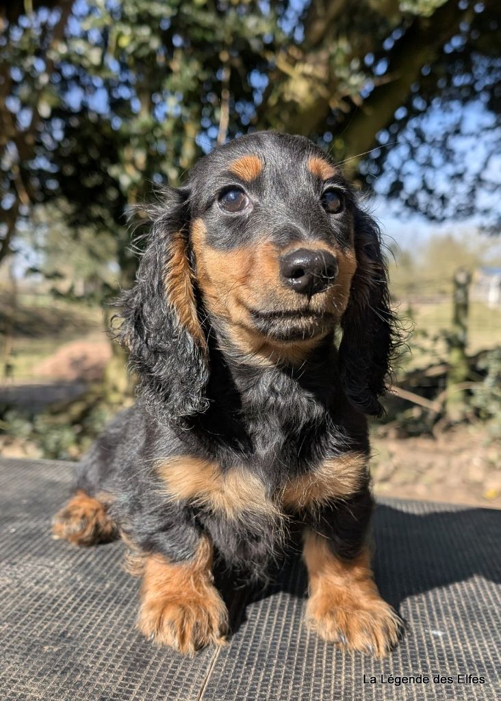 de la légende des elfes - Chiots disponibles - Teckel poil long