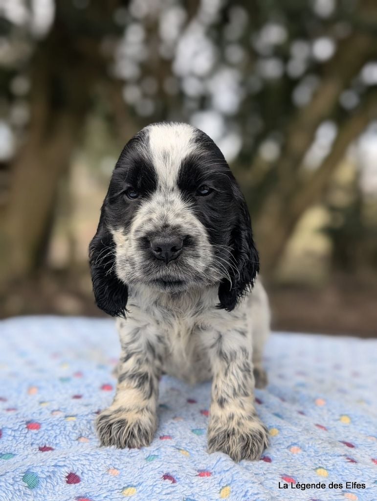 de la légende des elfes - Chiots disponibles - Cocker Spaniel Anglais