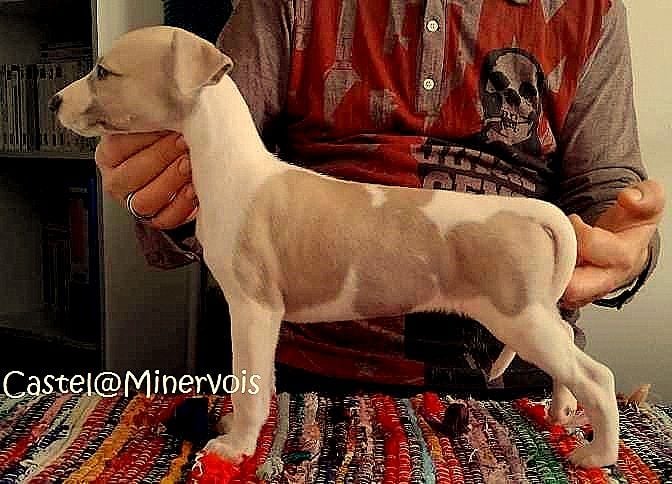 du castel minervois - Chiots disponibles - Whippet