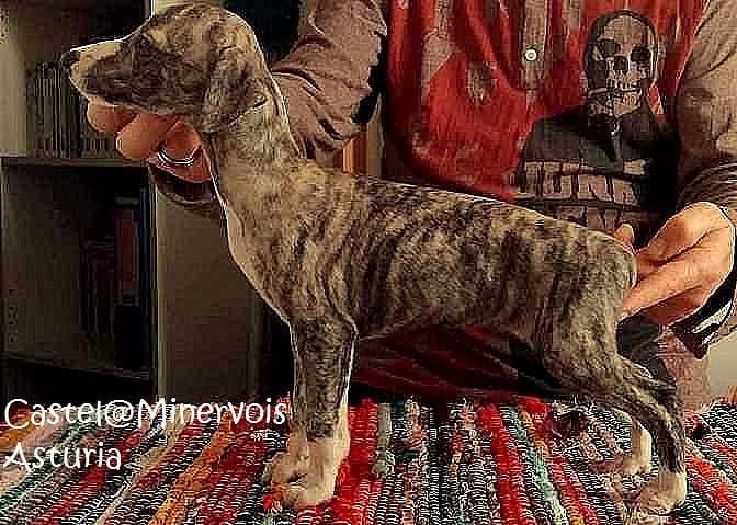 du castel minervois - Chiots disponibles - Whippet