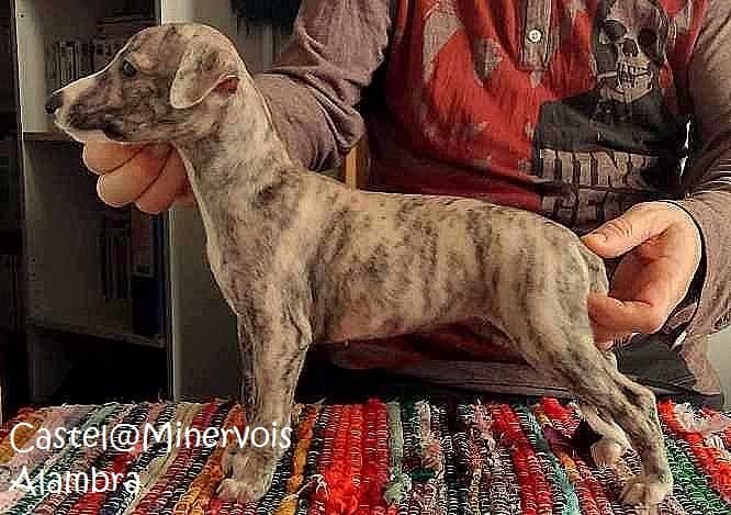 du castel minervois - Chiots disponibles - Whippet