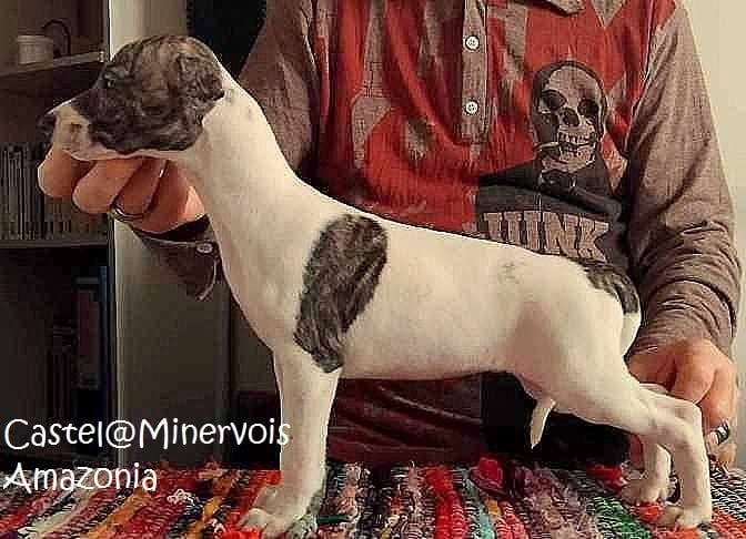 du castel minervois - Chiots disponibles - Whippet