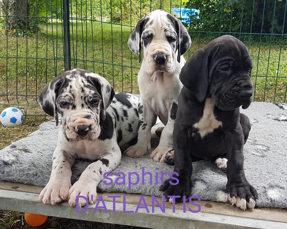 Chiot Dogue allemand des saphirs d'atlantis