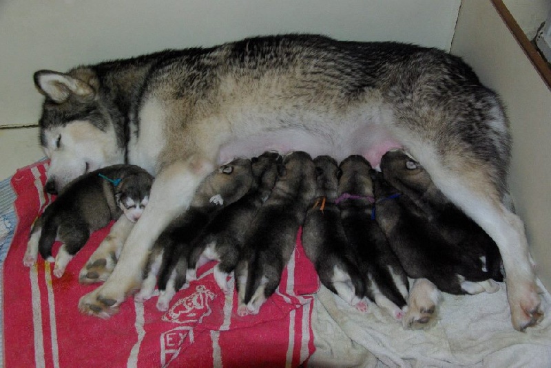 Chiot Alaskan Malamute du val des Hurlus