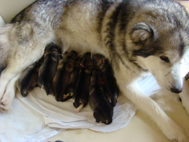 Chiot Alaskan Malamute du val des Hurlus