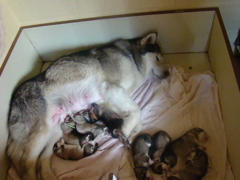 du val des Hurlus - Alaskan Malamute - Portée née le 06/04/2011