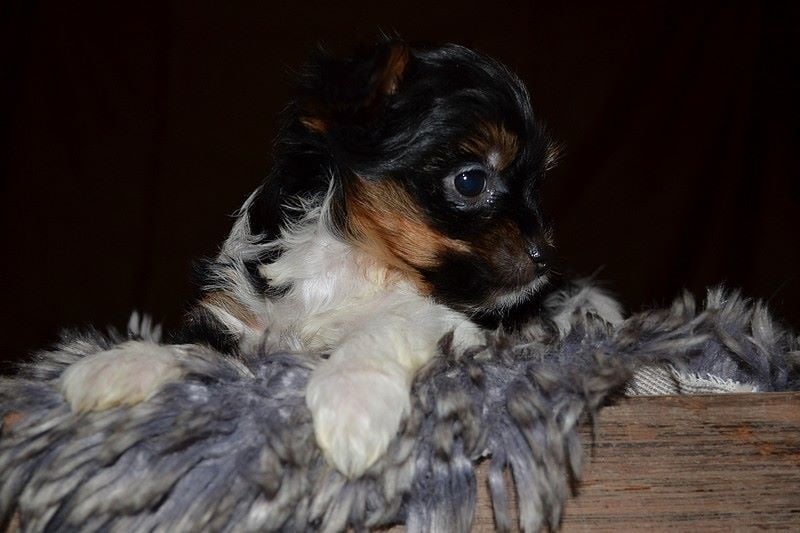 Of windjana ridge - Chiots disponibles - Yorkshire Terrier