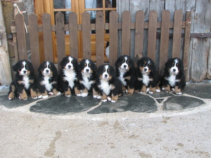 Chiot Bouvier Bernois De la grange aux chênes