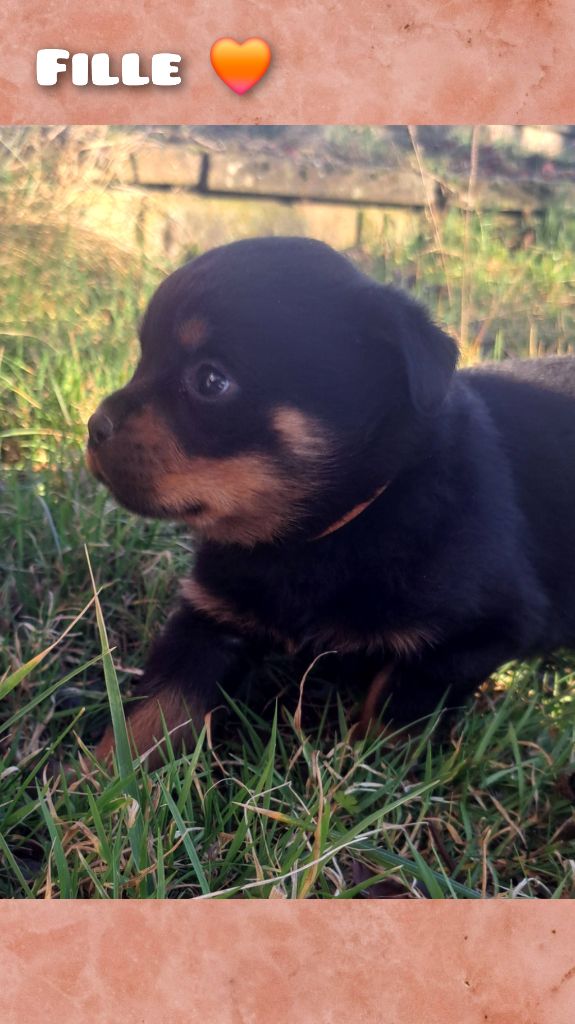 Katia Becker - Chiots disponibles - Rottweiler