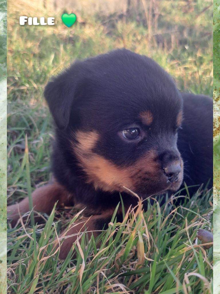 Katia Becker - Chiots disponibles - Rottweiler