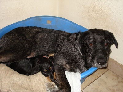 du domaine de luard - Cachou et sa maman d'adoption