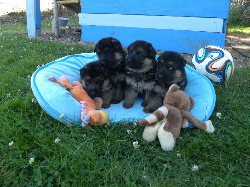 Chiot Berger Allemand Du fond des loges