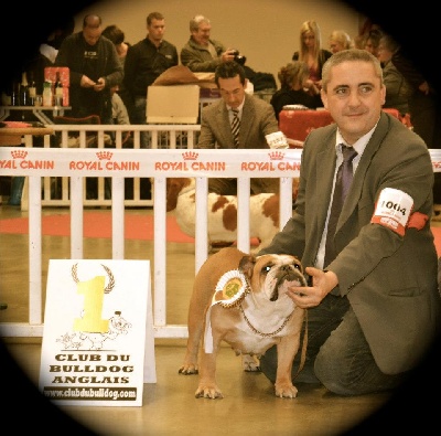 des Carco's Bulls - PARIS DOG SHOW 2013