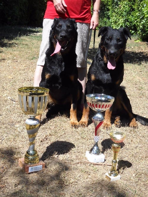 EXPOSITION CANINE AULNAY