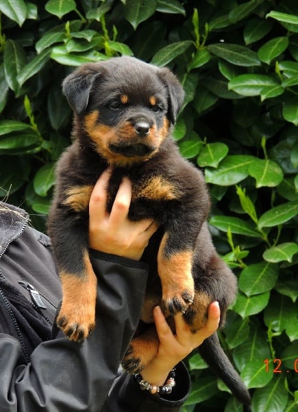 du rocher de Mutzig - Rottweiler - Portée née le 01/04/2013