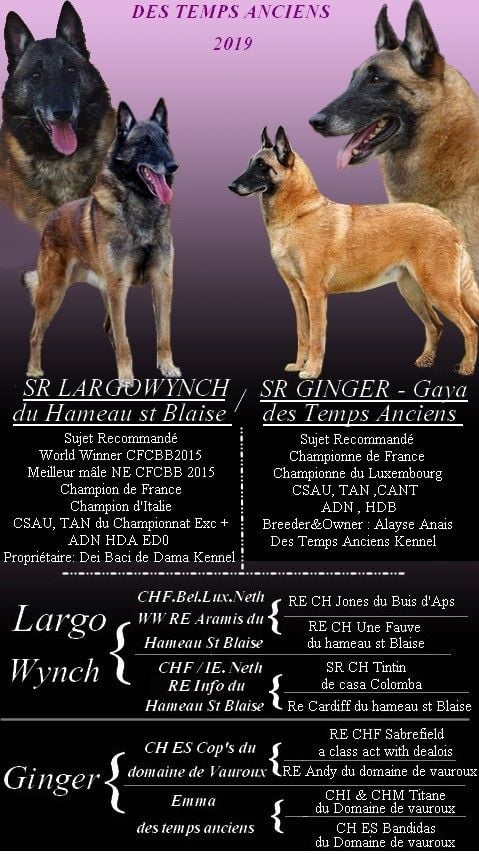 des temps anciens - chiots disponibles