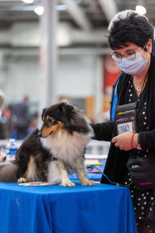 Du puits saint loup - le Paris dog Show le 9/01/22