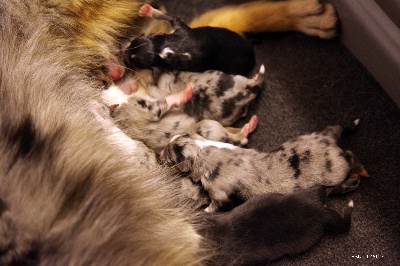 Du puits saint loup - Baltic a eu 7 bébés hier