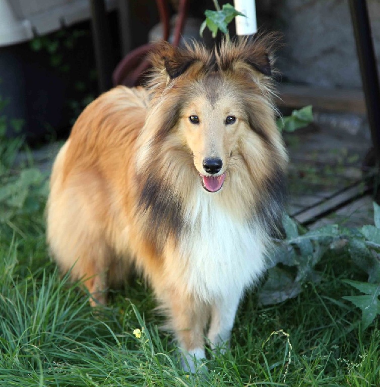 Du puits saint loup - Legging fils de Grimm et Daphné est à adopter