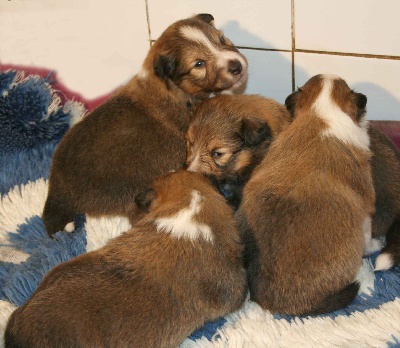 Du puits saint loup - LES BÉBÉS DE TUESDAY ONT 3 SEMAINES