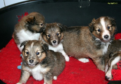 Du puits saint loup - nouvelles photos des chiots de DORIAN et DARKNESS