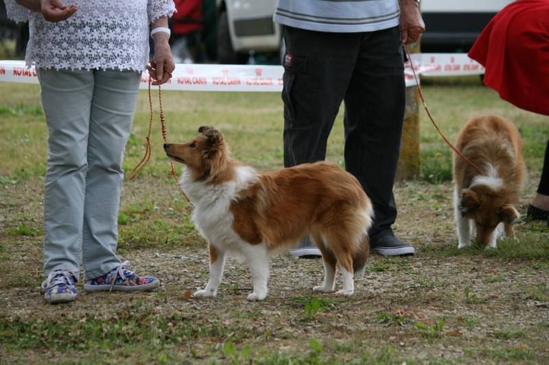 Du puits saint loup - Lovely Lola a eu son brevet de RU