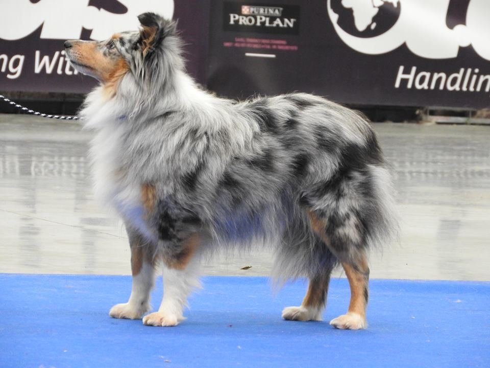 Du puits saint loup - samedi 06/01/18 expo du Paris Dog Show