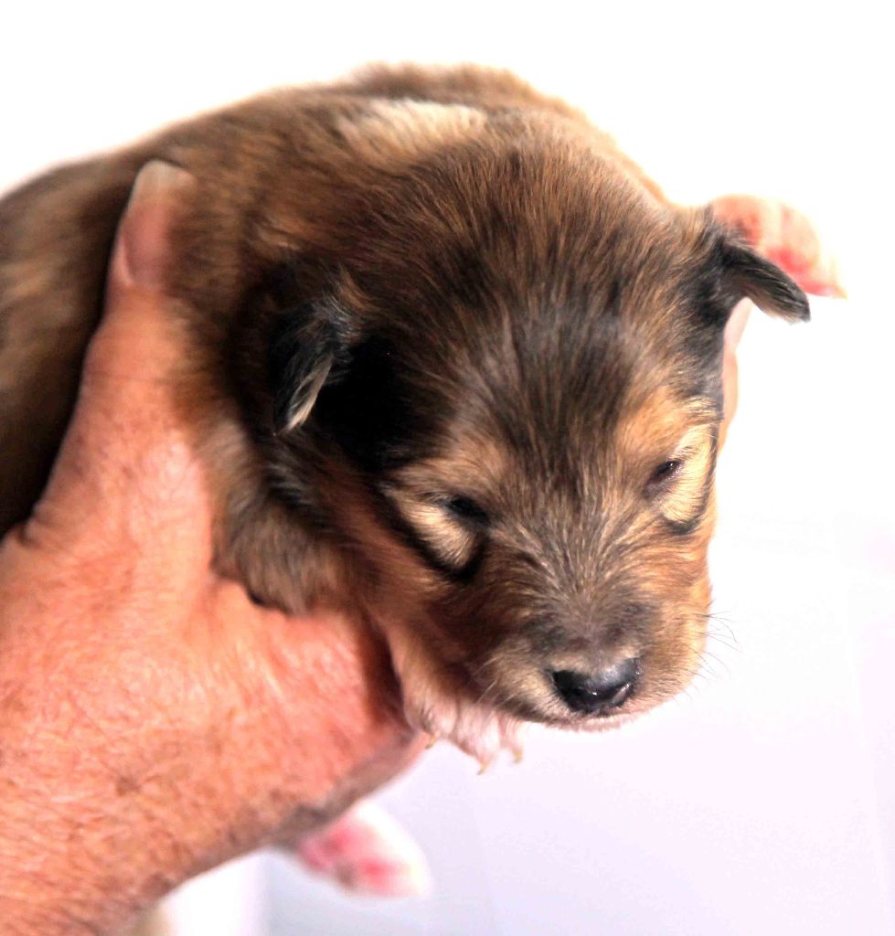 Du puits saint loup - photos des chiots en individuel dans chiots