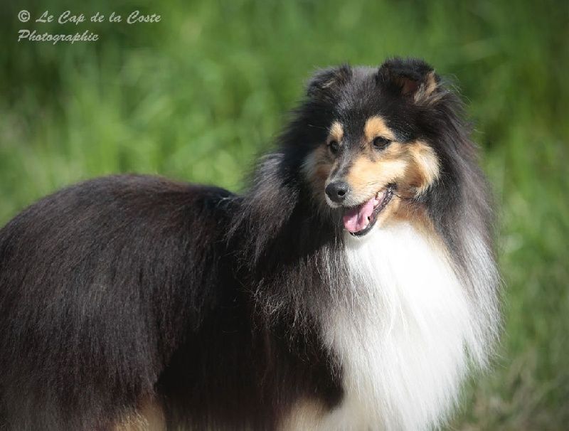 Du puits saint loup - Lou aussi a trouvé son fiancé