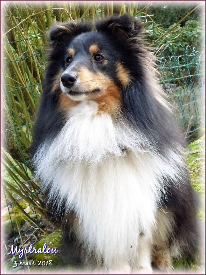 Du puits saint loup - Mystral : un chien sportif