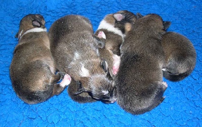 Du puits saint loup - LES BÉBÉS DE TARA SONT NÉS