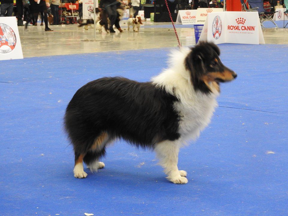 Du puits saint loup - dimanche07/01/18 expo du Paris Dog Show