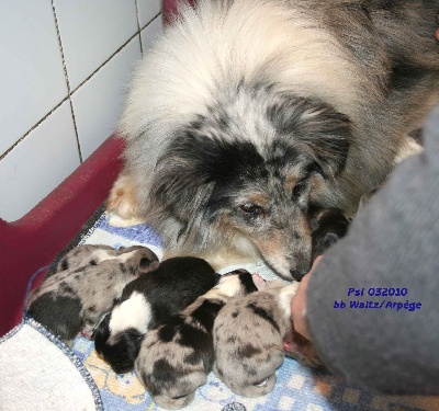 Du puits saint loup - VALTZ et ARPEGE sont les heureux parents de 8 bébés 